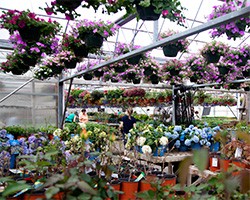 Alcott's Garden Center