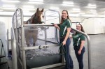 SUNY Morrisville Equine Rehabilitation Center (ERC) SUNY Morrisville Equine Rehabilitation Center (ERC)